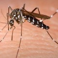 640px-Aedes_Albopictus